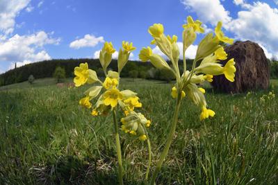 Hevesi táj-stock-foto