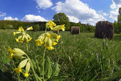 Hevesi táj-stock-foto