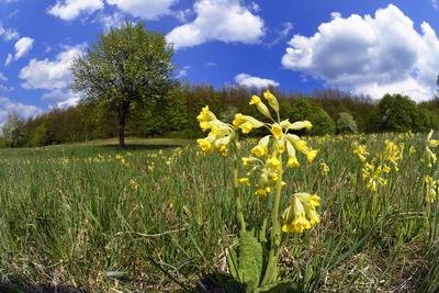 Hevesi táj-stock-foto