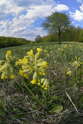 Hevesi táj-stock-foto
