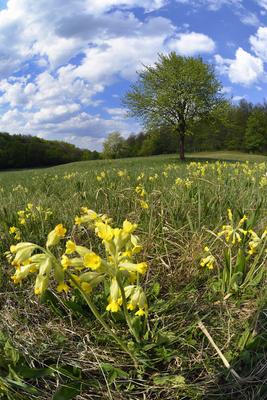 Hevesi táj-stock-foto