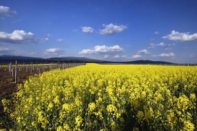 Hevesi táj-stock-foto