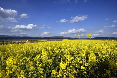 Hevesi táj-stock-foto