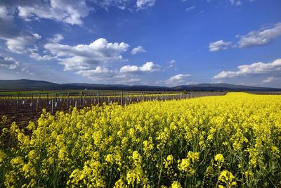 Hevesi táj-stock-foto