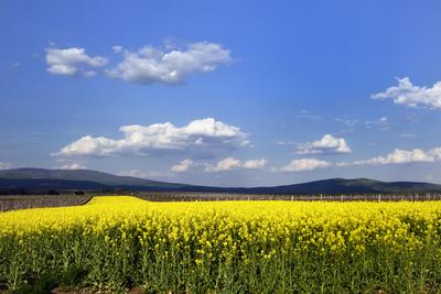 Hevesi táj-stock-foto