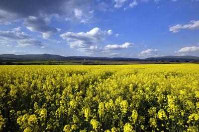 Hevesi táj-stock-foto