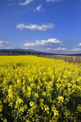 Hevesi táj-stock-foto