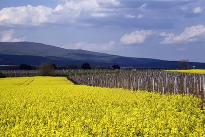 Hevesi táj-stock-foto