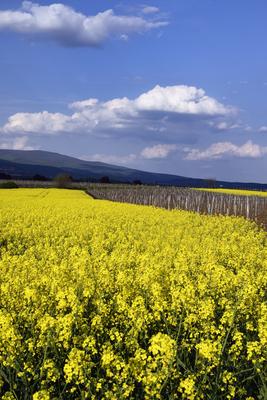 Hevesi táj-stock-foto