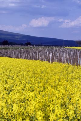 Hevesi táj-stock-foto