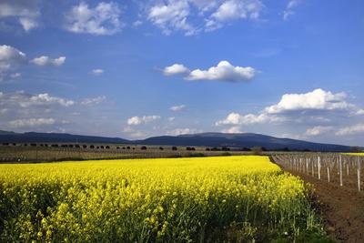 Hevesi táj-stock-foto