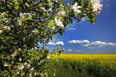 Hevesi táj-stock-foto