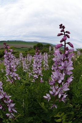 Hevesi táj-stock-foto