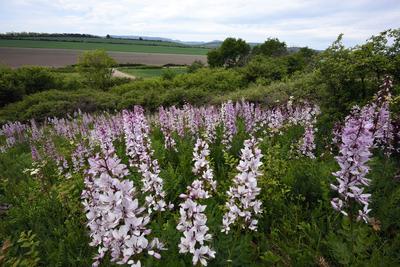 Hevesi táj-stock-foto