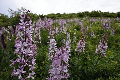 Hevesi táj-stock-foto