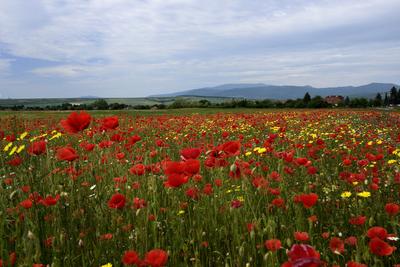 Hevesi táj-stock-foto