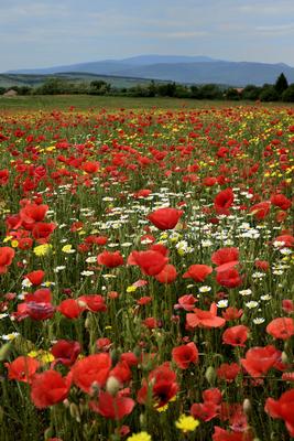 Hevesi táj-stock-foto