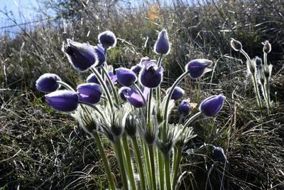 Hevesi táj-stock-foto
