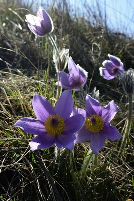 Hevesi táj-stock-foto