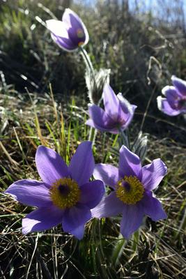 Hevesi táj-stock-foto