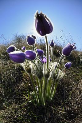 Hevesi táj-stock-foto
