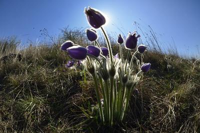 Hevesi táj-stock-foto