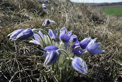Hevesi táj-stock-foto