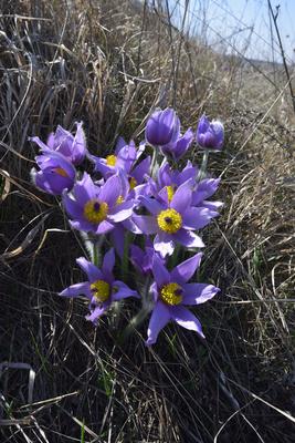 Hevesi táj-stock-foto