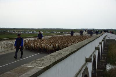 Hortobágy-stock-foto