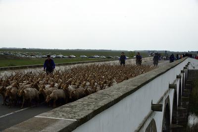 Hortobágy-stock-foto