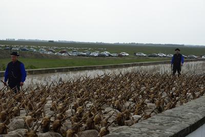 Hortobágy-stock-foto