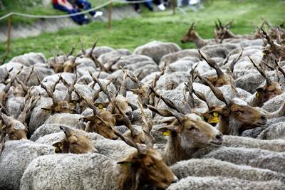 Hortobágy-stock-foto