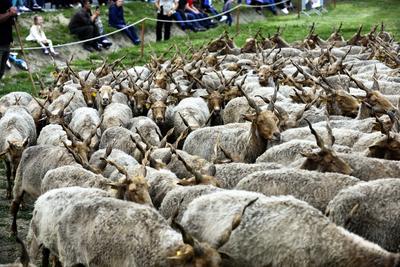 Hortobágy-stock-foto