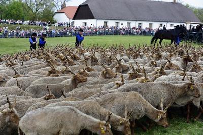 Hortobágy-stock-foto
