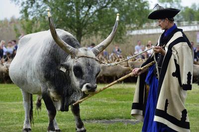 Hortobágy-stock-foto