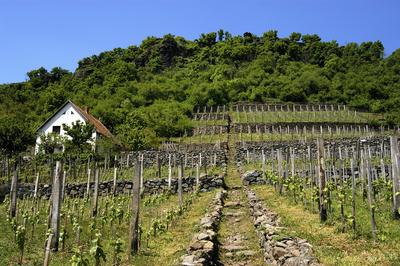 Somló-hegy-stock-foto