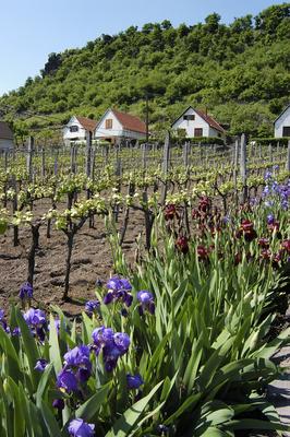 Somló-hegy-stock-foto