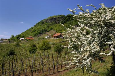 Somló-hegy-stock-foto