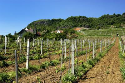 Somló-hegy-stock-foto