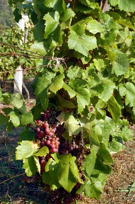 Szőlő a Szent György-hegyen.-stock-foto