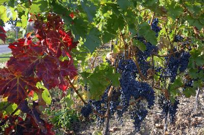 Érett szőlőfürtök a Szent György-hegyen-stock-foto