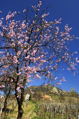 Szent György-hegy-stock-foto