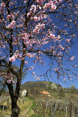 Szent György-hegy-stock-foto
