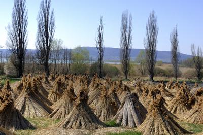 Szigligeti látkép tavasszal-stock-foto