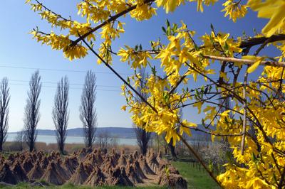 Szigligeti látkép tavasszal-stock-foto