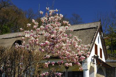 Szigligeti látkép tavasszal-stock-foto