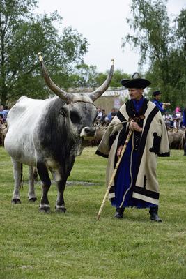 Hortobágy-stock-foto