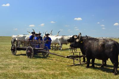 Hortobágy-stock-foto