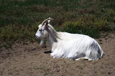 Hortobágy-stock-foto