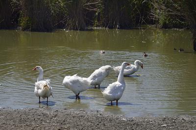 Hortobágy-stock-foto